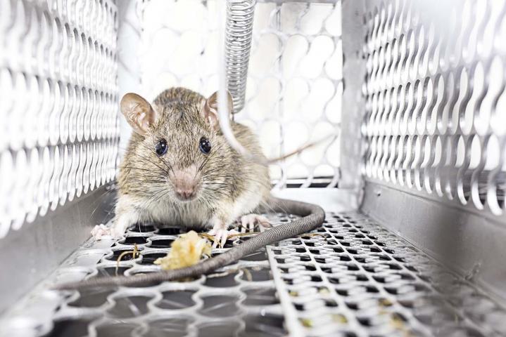 Service d’extermination de rongeurs Saint-Amable