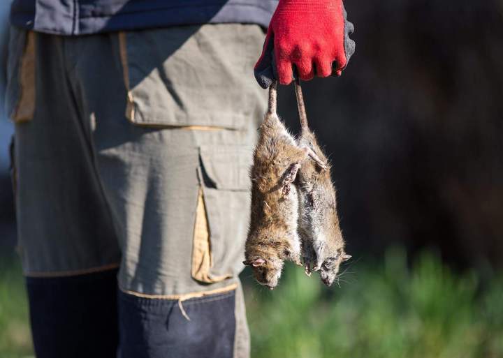 Extermination des animaux sauvages, Disraeli