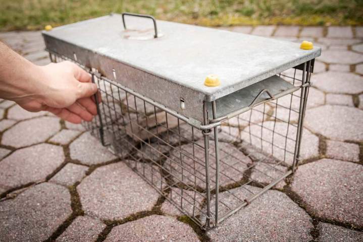 Service d’extermination d’animaux sauvages Saint-Amable