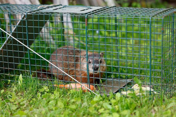 Extermination des animaux sauvages Saint-Amable