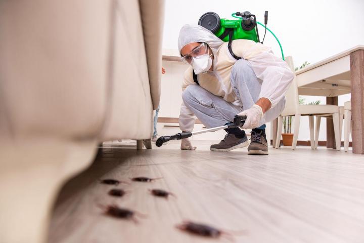 Extermination des insectes Saint-Amable